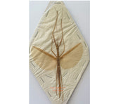 Stick insect sp.18 (Malaysia)